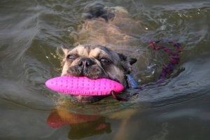 Triton Kiwi Walker Let's Play Zeppelin Mini aport zielony 3