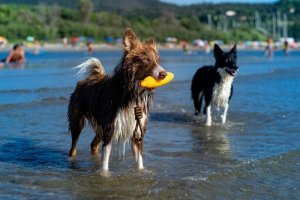 Triton Kiwi Walker Let's Play Zeppelin Mini aport zielony 5