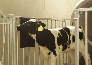 Kerbl KERBL Drapak dla koni i bydła, 30 x 40 cm 2