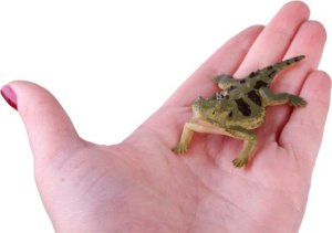 Figurka Jokomisiada Gady jaszczurki Zestaw jaszczurek 6szt ZA4189 9