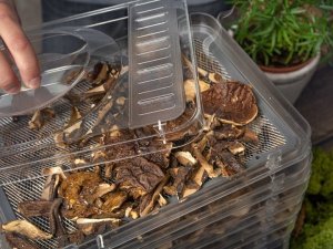 Suszarka First First Austria Maisto džiovyklė FIRST 5126-6 7