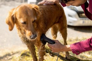 Karcher Pet wash brush 6