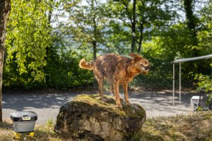 Karcher Pet wash brush 7