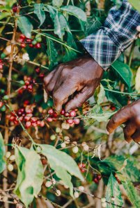 Kawa ziarnista Kiwi Garden Kawa ziarnista Gwatemala + Kolumbia Świeżo palona 7