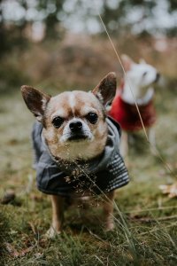 Hurtta Hurtta Extreme warmer, blackberry 30 cm 2