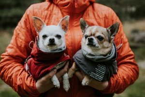 Hurtta Hurtta Extreme warmer, blackberry 30 cm 5