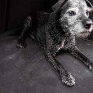 Meguiars Meguiars Hair & Fibre Removal Brush 3