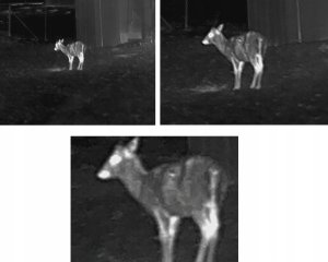 Noktowizor InfiRay Kamera termowizyjna InfiRay Affo AL25 384x288 pikseli 50Hz, WLAN zoom 1x-4x 29