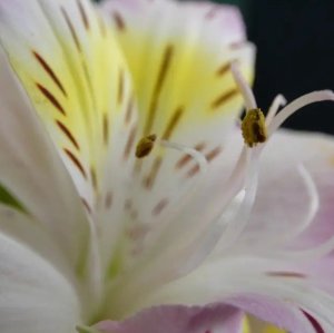 Aparat cyfrowy Panasonic Panasonic Lumix FZ82D - 60x zoom, 18 MPix 10