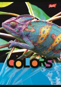 MAJEWSKI Zeszyt A5 32k krata laminowany Exotic Colors p15, mix cena za 1 szt 3