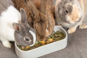 Trixie TX-60744 MISKA CERAMICZNA DLA GRYZONI OWALNA 600ml 22x10cm /4 2