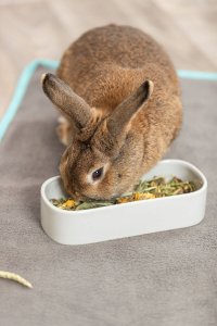 Trixie TX-60744 MISKA CERAMICZNA DLA GRYZONI OWALNA 600ml 22x10cm /4 3