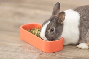 Trixie TX-60744 MISKA CERAMICZNA DLA GRYZONI OWALNA 600ml 22x10cm /4 4