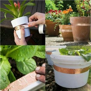 Wesco Pojemnik miętowy z okienkiem Classic Line 2l 6