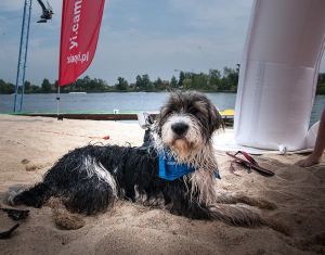 Yi Uchwyt dla zwierzaka (duży) 4