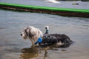 Yi Uchwyt dla zwierzaka (duży) 5