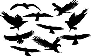 Sourcing Swissinno Bird window sticker (5 pcs of bird collision prevention stickers) 5