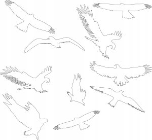 Sourcing Swissinno Bird window sticker (5 pcs of bird collision prevention stickers) 6