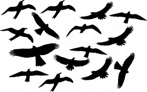 Sourcing Swissinno Bird window sticker (5 pcs of bird collision prevention stickers) 9