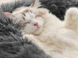 Przyjaciele Pluszowe legowisko kojec dla psa kota miękkie poduszka kanapa posłanie 100 6