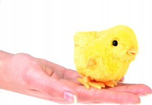 Jokomisiada Nakręcany Kurczaczek żółta kurka nakręcana tupta ZA4993 3