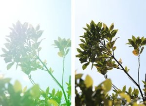 Obiektyw Sigma Sigma 16 mm F1.4 DC DN, Telephoto zoom lens, 16/13, Canon EF-M, Sony E, Auto focus 4