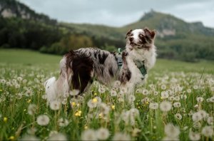 Tractive Tractive GPS DOG XL - Green 6