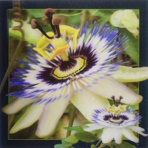 Teka Pocztówka 3D - Passiflora 1