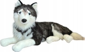 Beppe Husky leż±cy 60cm 1