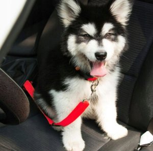 DOGGY SMYCZ - PAS BEZPIECZEŃSTWA 10