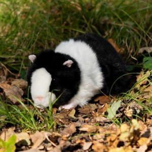 Teka Pluszowa świnka morska 2