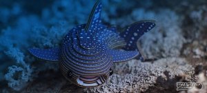 Fat Brain Toys Rekin Wielorybi Eugy Eko* Układanka 3D 4