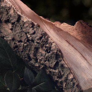 Chloe Rose Naturelle EDP 150 ml 4