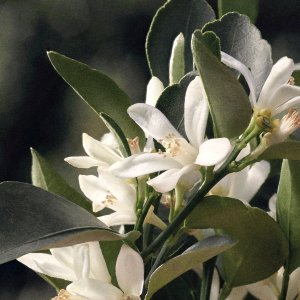 Chloe Rose Naturelle EDP 150 ml 6