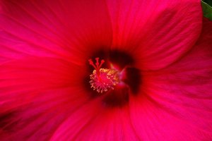 Obiektyw Olympus M.Zuiko Digital ED 60mm f/2.8 Macro 6