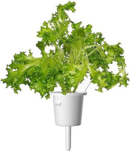 Click And Grow Click & Grow Smart Refill Oakleaf Lettuce 3pcs 1