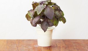 Click And Grow Click & Grow Smart Garden refill Red Basil 3pcs 1
