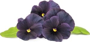 Click And Grow Click & Grow Smart Garden refill Black pansy 3pcs 1