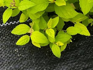 Linarem SiatkiSieci AGROTKANINA 135G 0,8x50m PREMIUM UV 3% AGROWŁÓKNINA CZARNA MATA + KOŁKI 7