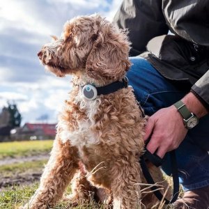 Segula SUREFEED Animo für Hunde 3