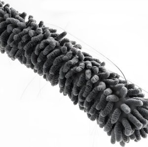 Dexxer Teleskopowa miotełka do kurzu 3 nakładki DB-300 7