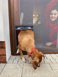 Artgos ARTGOS - Furtka dla zwierząt do moskitiery - brązowa 5