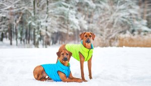 DOGGY S 35 KURTKA LUMI ODBLASKOWA JASNOZIELONA + NIEBIESKA 7