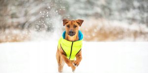 DOGGY S 35 KURTKA LUMI ODBLASKOWA JASNOZIELONA + NIEBIESKA 8