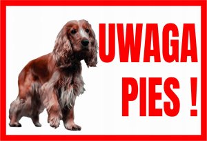 Mój dom Uwaga Pies ! Spaniel - Tabliczka Ostrzegawcza Libres Polska Sp Tup-1 5902082237419 1