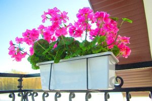 vidaXL Wieszak balkonowy do skrzynek i doniczek 59cm 6