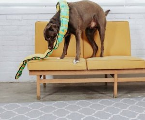 Outward Hound Outward Hound Invincibles Snake orange/green 12 piszczałek [32005] 6