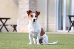 Obiektyw Canon Canon RF-S 55-210mm f/5-7.1 IS STM 6