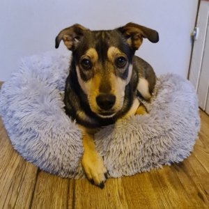 Purlov Włochate legowisko szare (22759) 14