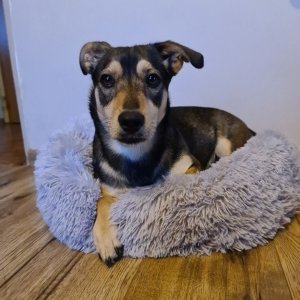 Purlov Włochate legowisko szare (22759) 15